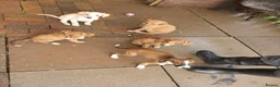 Lurcher dogs for sale: Lurcher in Newcastle - Advert 3