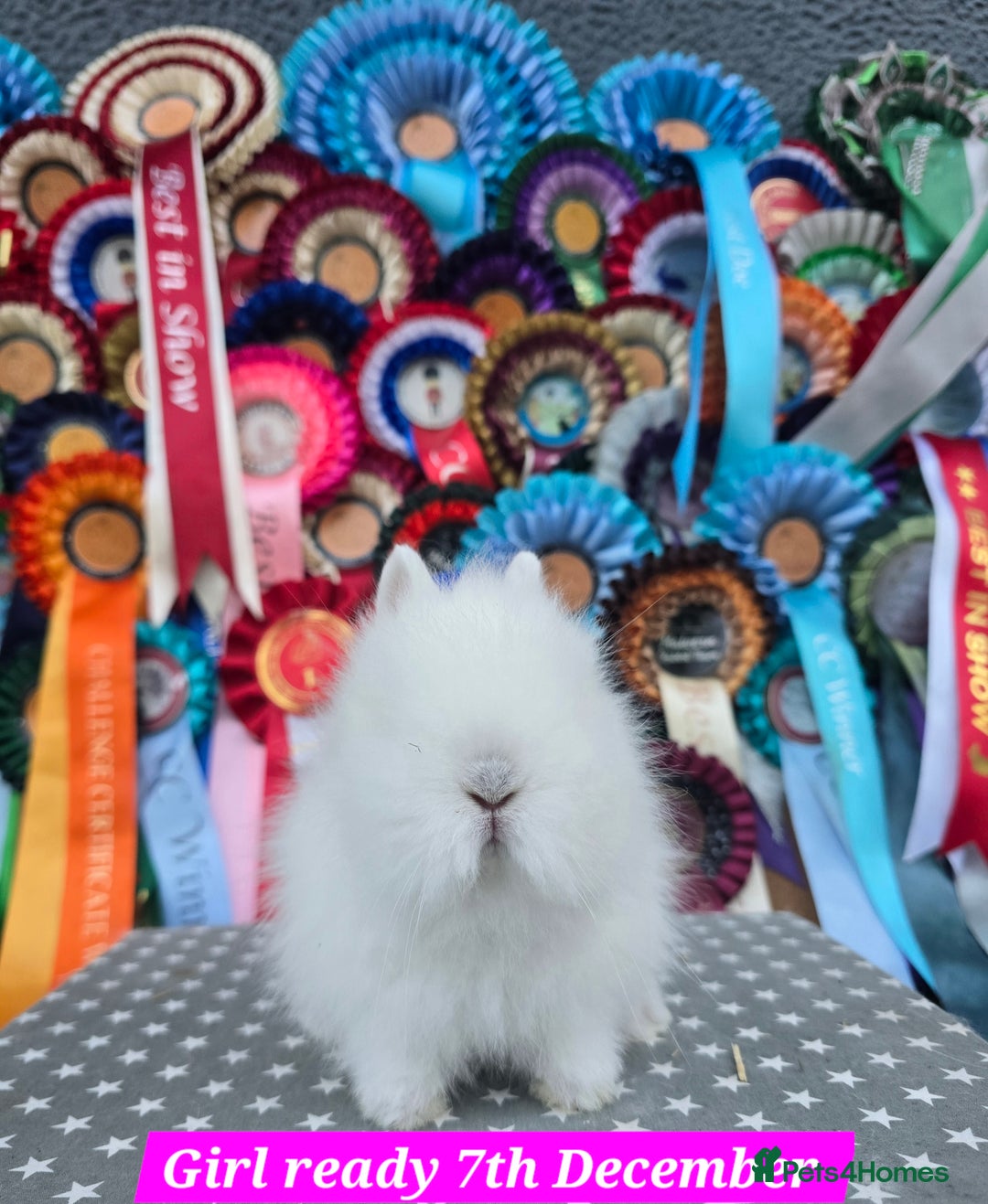 Lionhead rabbits for sale: Gorgeous Purebred Lionheads available  - Advert 1