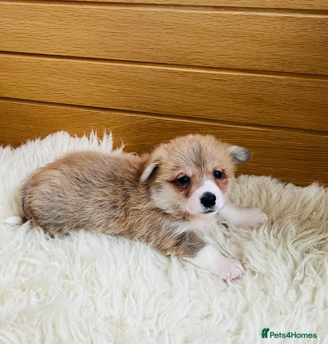Welsh Corgi Pembroke dogs for sale: KC reg Welsh Corgi Pembroke puppies - Advert 26
