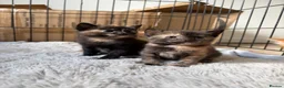 Mixed Breed cats for sale: Unique litter of kittens  in Colchester - Advert 1