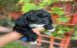 Cockapoo dogs for sale: 6 beautiful cockapoo puppies - Image 21