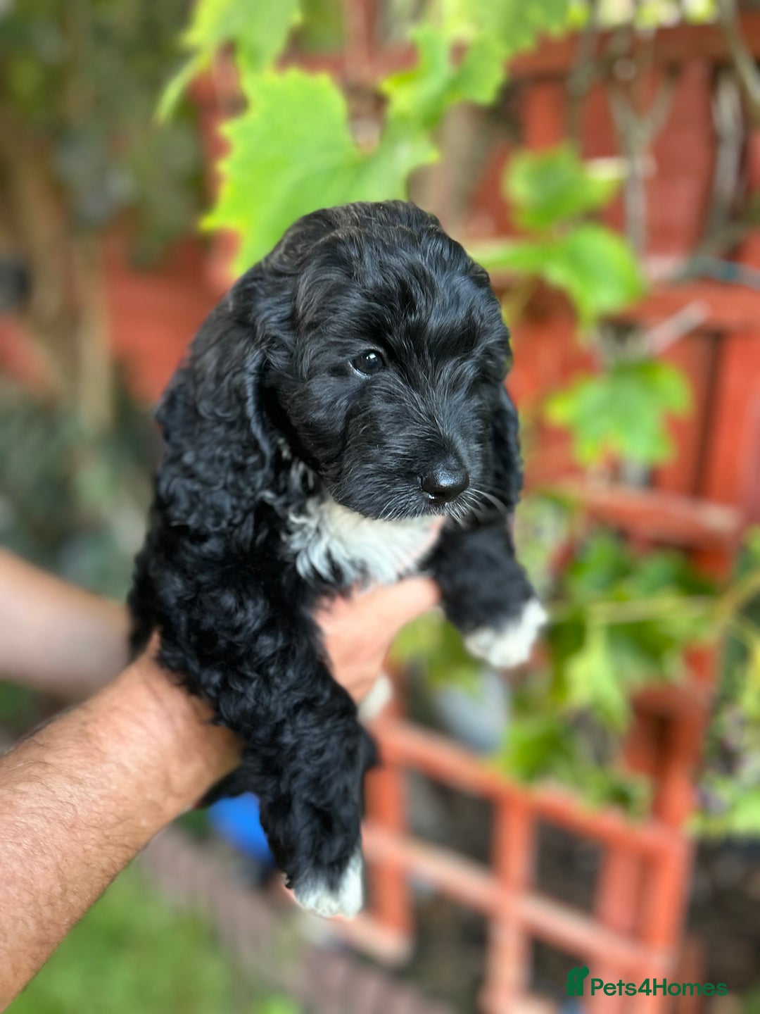 Cockapoo dogs for sale: 6 beautiful cockapoo puppies - Image 21