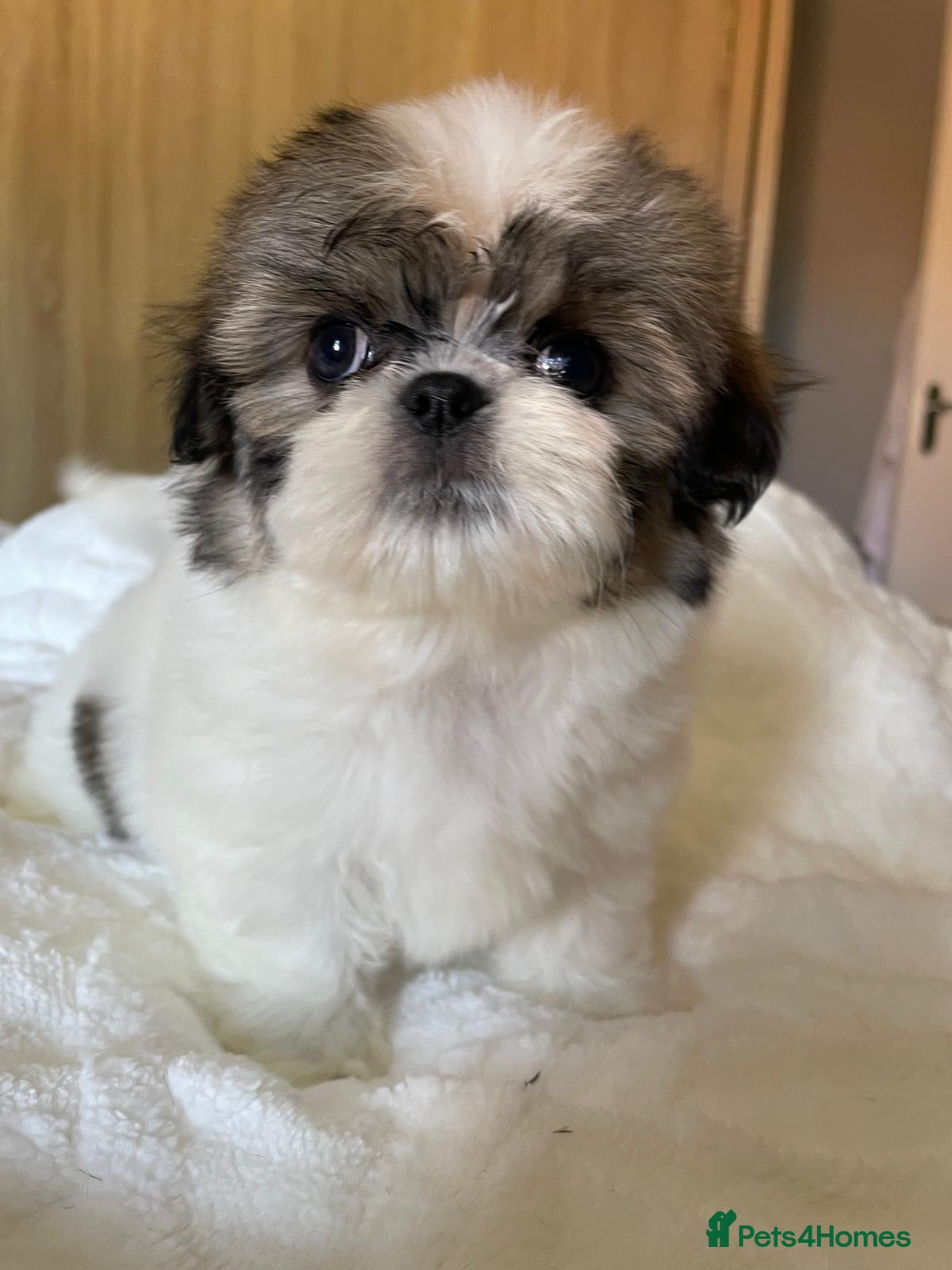 Shih Tzu dogs Beautiful imperial Shih Tzu puppies - Advert 15