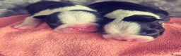 Boston Terrier dogs for sale: X2 Stunning Male Boston Terrier Puppies  in Newcastle upon Tyne - Advert 17