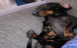Dachshund dogs for stud: Dachshund for stud  in Heywood - Image 7
