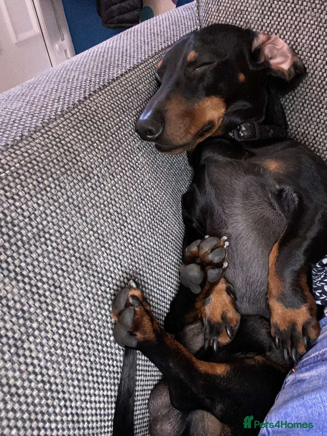 Dachshund dogs for stud: Dachshund for stud  in Heywood - Image 7