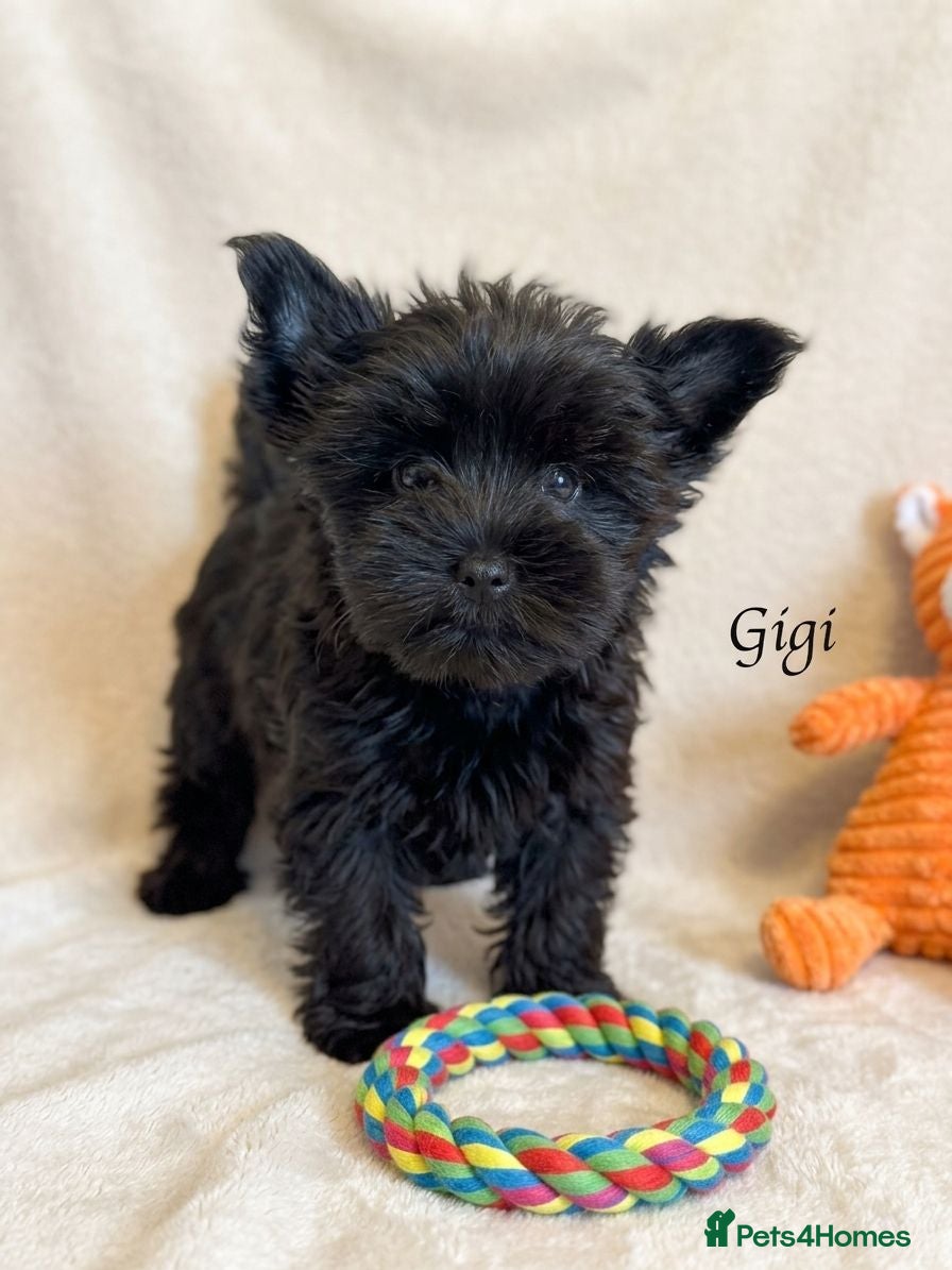 Yorkshire Terrier dogs Rare Chocolate-Gene Yorkshire Terrier Girls–Ready  - Advert 8