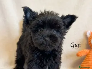 Yorkshire Terrier dogs Rare Chocolate-Gene Yorkshire Terrier Girls–Ready - Advert 8