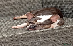 French Bulldog dogs for sale: 2 French Bull Dogs looking for a forever home  - Image 2