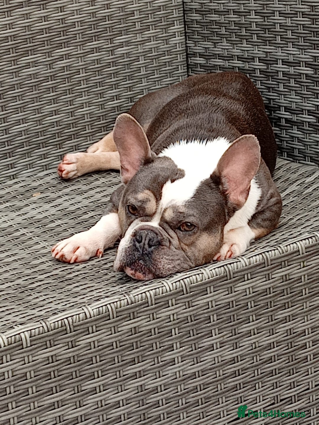 French Bulldog dogs for sale: 2 French Bull Dogs looking for a forever home  - Image 2