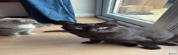 Maine Coon cats for sale: Maine Coon cross European Black Male Cat - Advert 11