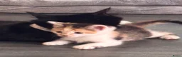Mixed Breed cats for sale: 4 beautiful, well socialised kittens - Advert 28