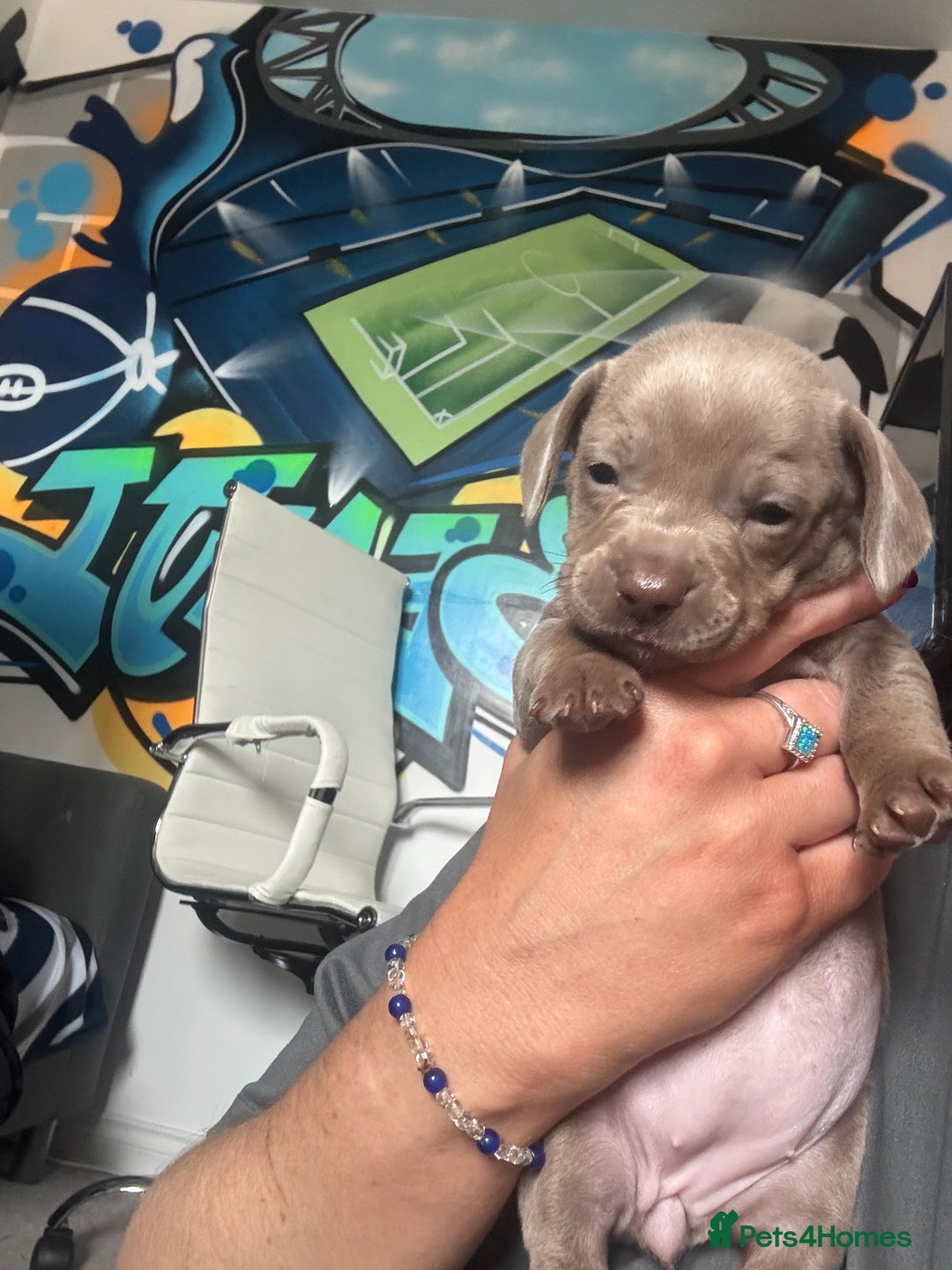 Mixed Breed dogs for sale: Unreal Frenchweiner puppy’s 🥹 - Image 17