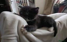 Mixed Breed cats for sale: 4 sweet ghost tabby tuxedo kittens - Image 33