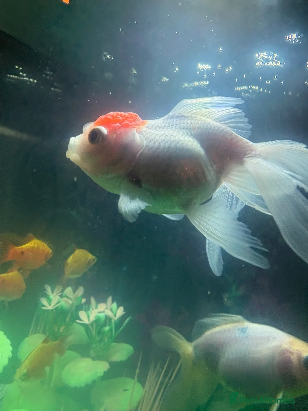 Fancy Goldfish fish for sale: 3 fancy goldfish and 1 barb - Advert 2