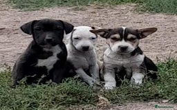 Mixed Breed dogs for sale: Terrier cross puppies for sale.  - Image 1