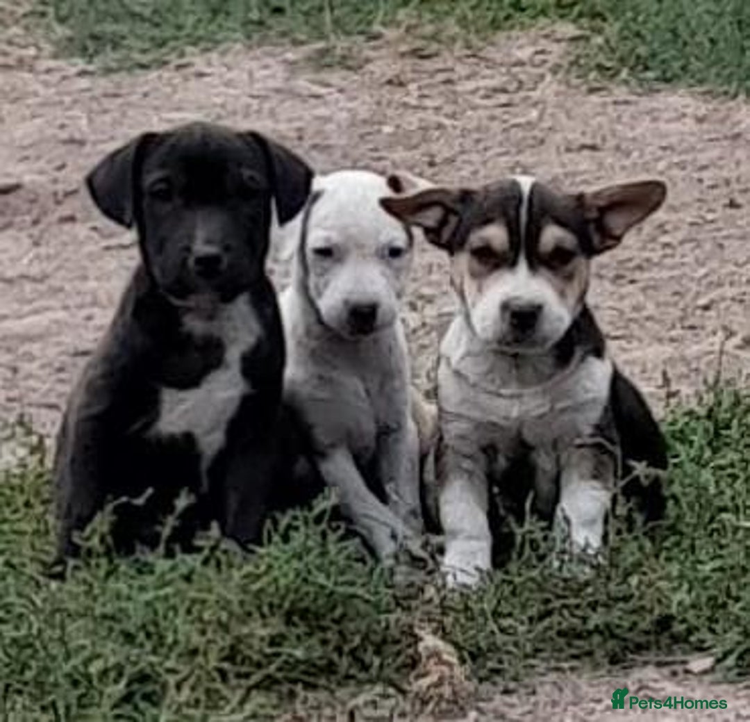 Mixed Breed dogs for sale: Terrier cross puppies for sale.  - Image 1