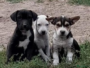 Mixed Breed dogs - Advert 1