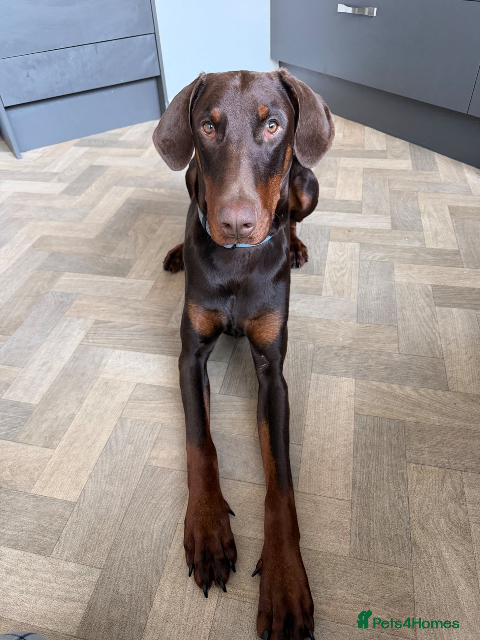 Dobermann dogs Beautiful Doberman - kc registered  - Advert 1