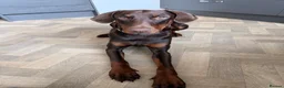 Dobermann dogs for sale: Beautiful Doberman - kc registered  - Advert 1