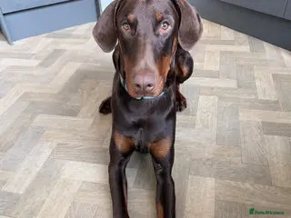 Dobermann dogs Beautiful Doberman - kc registered - Advert 5