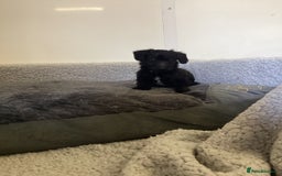 Mixed Breed dogs for sale: Whippet x bedlington - Image 3