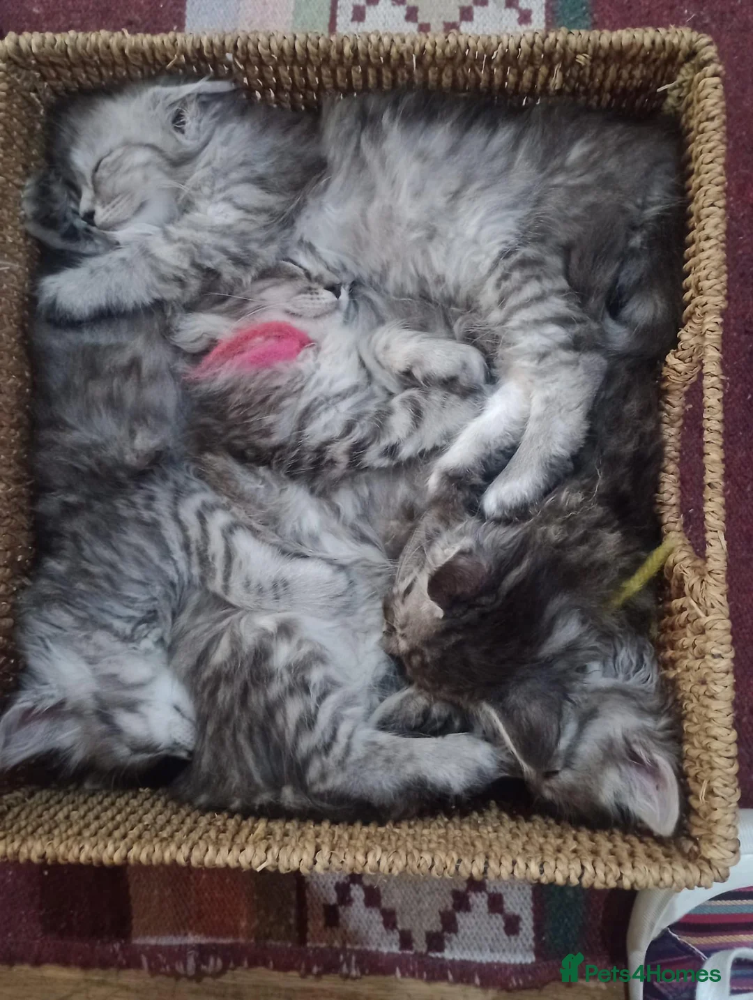 Maine Coon cats for sale: Maine Coon Kittens - Advert 1