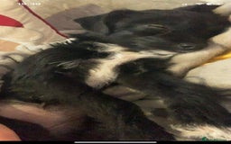 Jackapoo dogs for sale: Jackapoo puppy  - Image 3