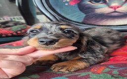 Miniature Dachshund dogs for sale: ⚜️KC PRA clear Miniature Dachshund Puppies  - Image 1