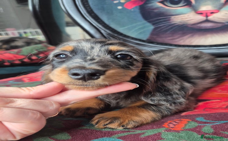 Miniature Dachshund dogs - Advert 15