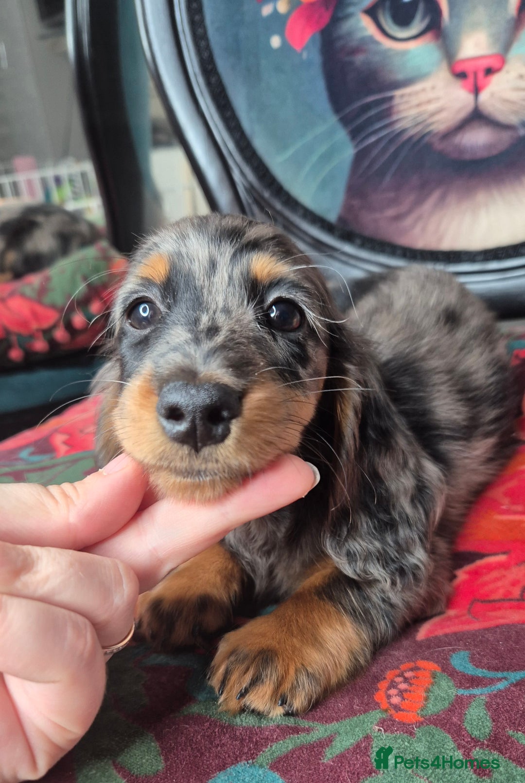 Miniature Dachshund dogs for sale: ⚜️KC PRA clear Miniature Dachshund Puppies  - Image 1