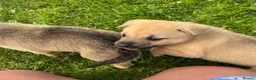 Mixed Breed dogs for sale: 7 beautiful Malkita x puppies with unique colours  - Advert 4