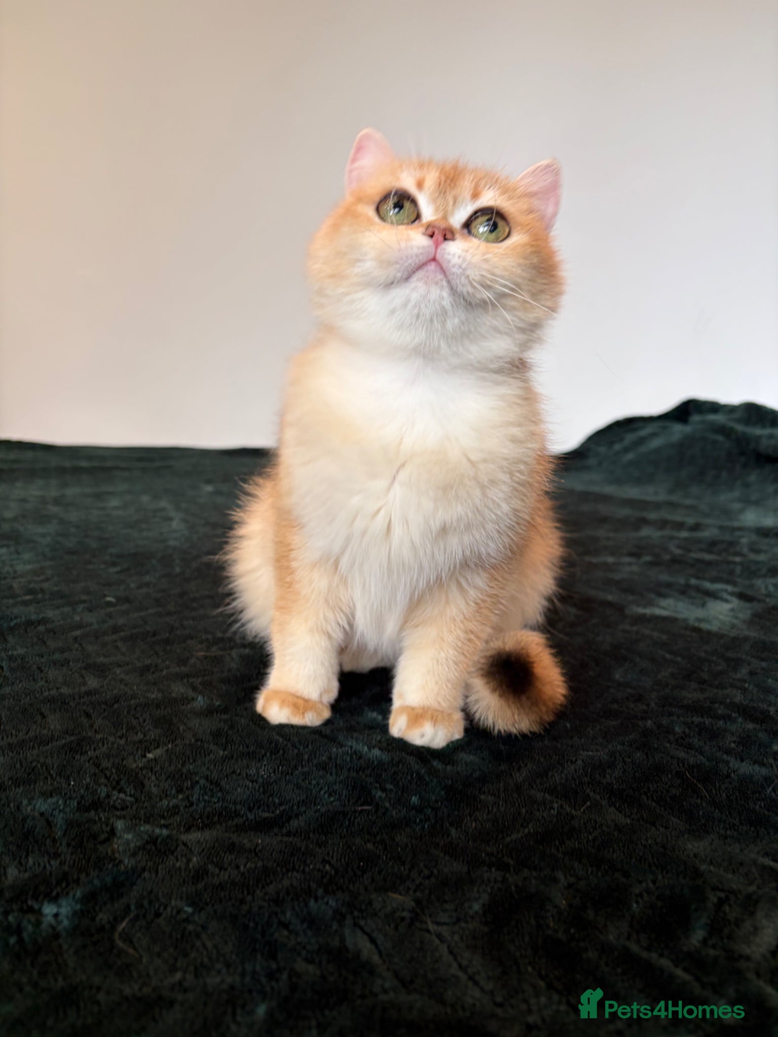 British Shorthair cats TICA Reg Beautiful Chinchilla NY12  - Advert 1