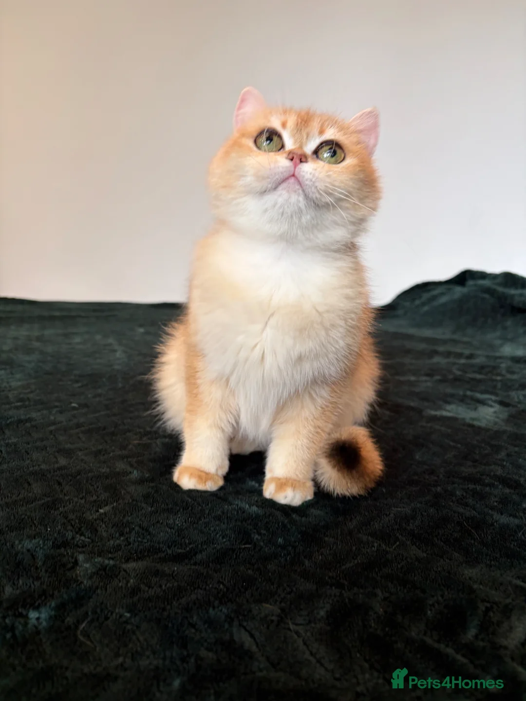 British Shorthair cats for sale: TICA Reg Beautiful Chinchilla NY12  - Advert 1