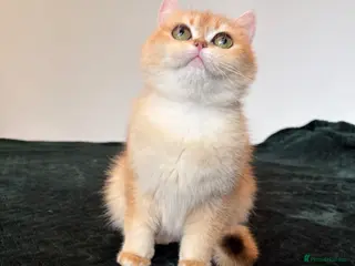 British Shorthair cats TICA Reg Beautiful Chinchilla NY12 - Advert 1