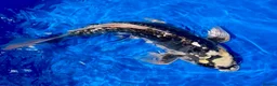 Koi Carp fish for sale: Incredible Large Japanese Dragon Koi - Advert 1
