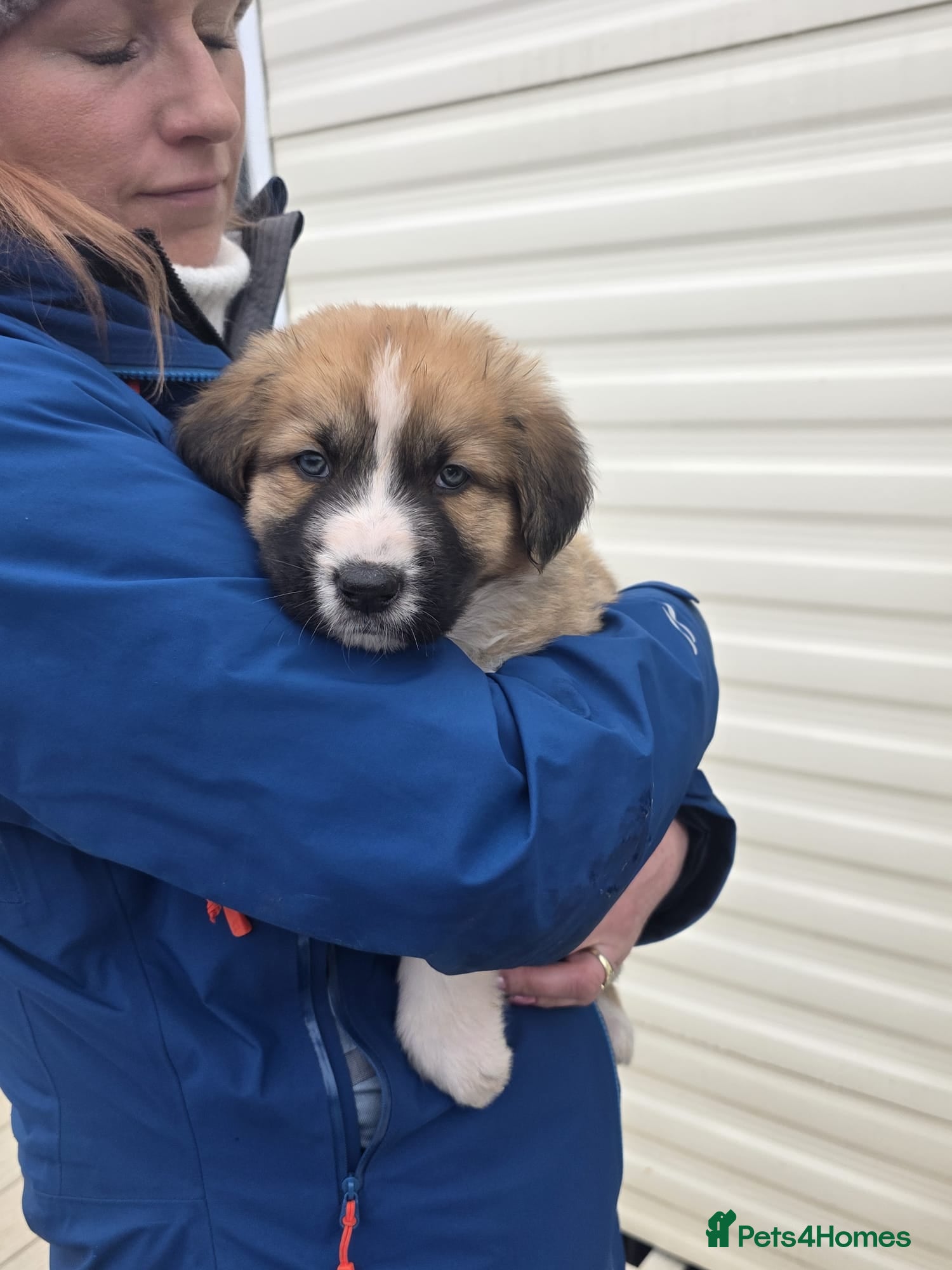 Mixed Breed dogs Highland Shepherd Puppies!!! - Advert 3