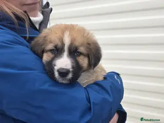 Mixed Breed dogs Highland Shepherd Puppies!!! - Advert 3