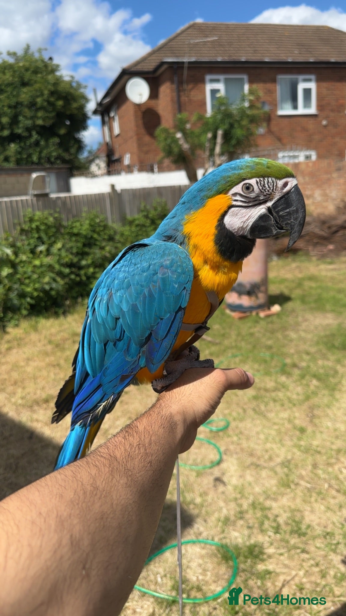 Macaws birds Hand reared tame Baby blue and gold macaw - Advert 1