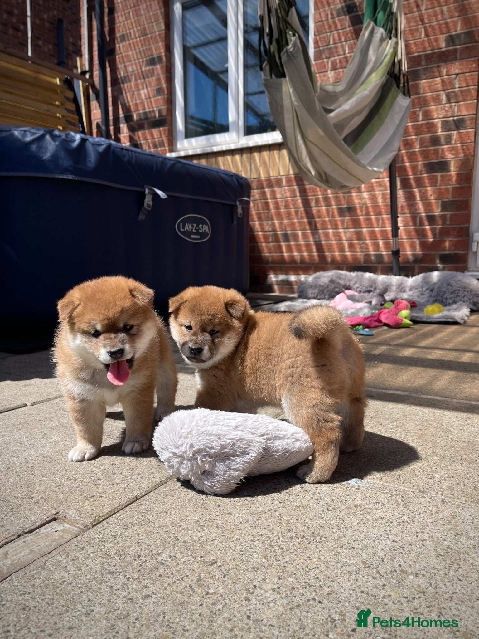 Japanese Shiba Inu dogs KC registered Japanese Shiba Inu puppies - Advert 7