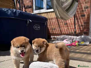 Japanese Shiba Inu dogs KC registered Japanese Shiba Inu puppies - Advert 7