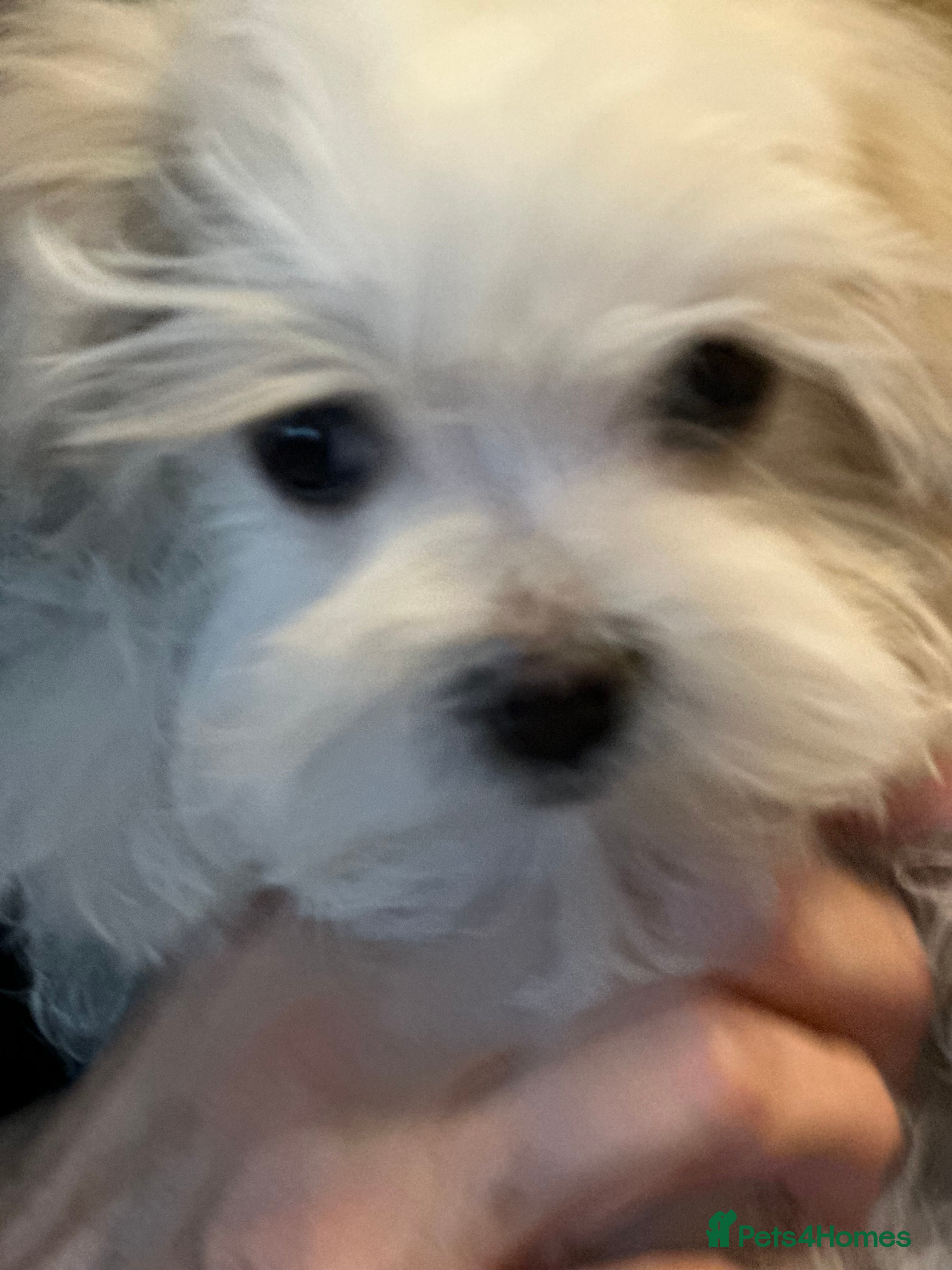 Maltese dogs Pretty girl Maltese - Advert 15