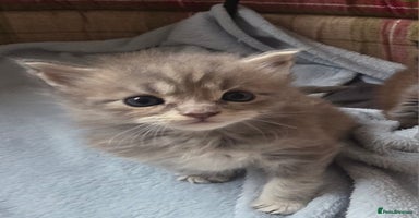 Maine Coon cats - Advert 14