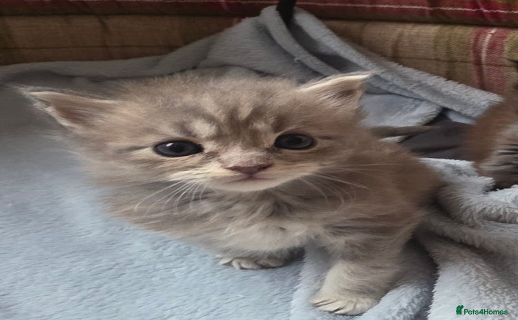 Maine Coon cats - Advert 7
