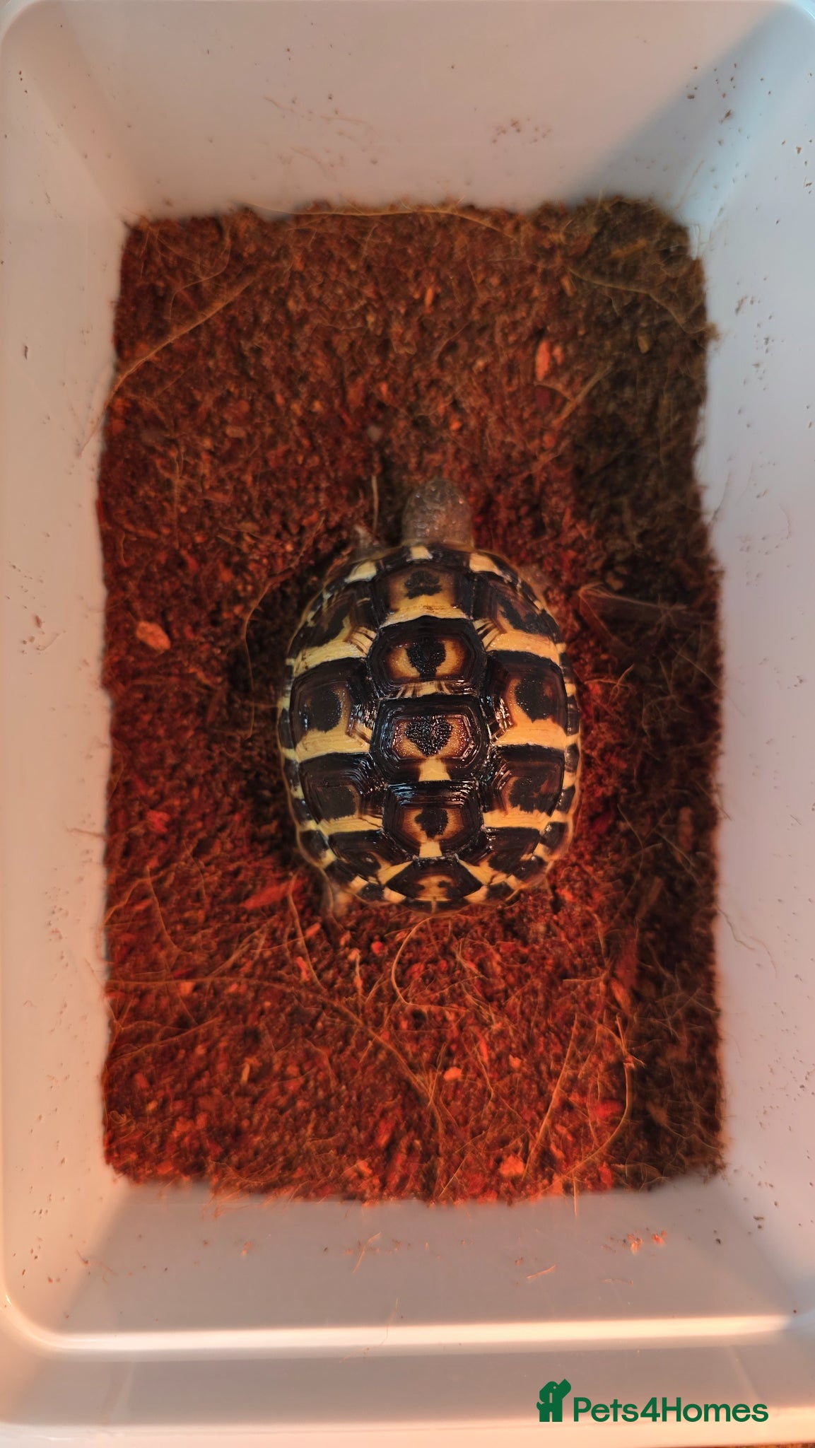 Tortoise reptiles Western herman Tortoise (Hermanni Hermanni) - Advert 1