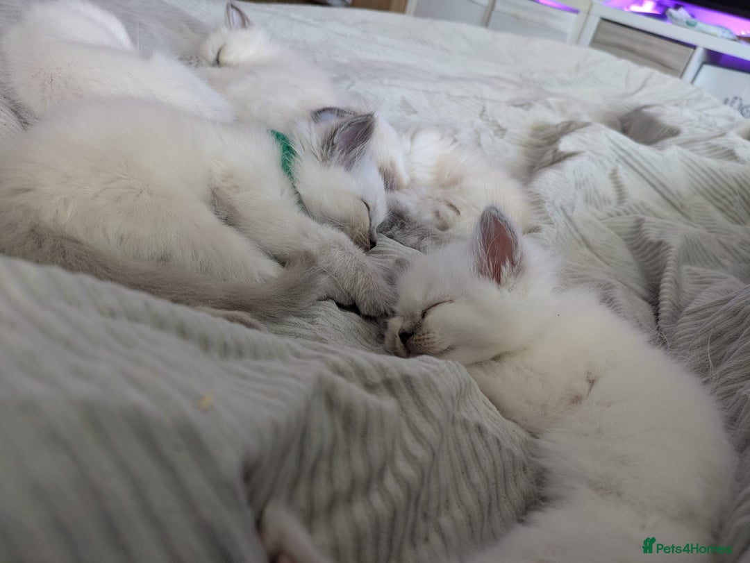 Ragdoll cats for sale: GCCF ACTIVE Registered Ragdoll Kittens  - Image 4