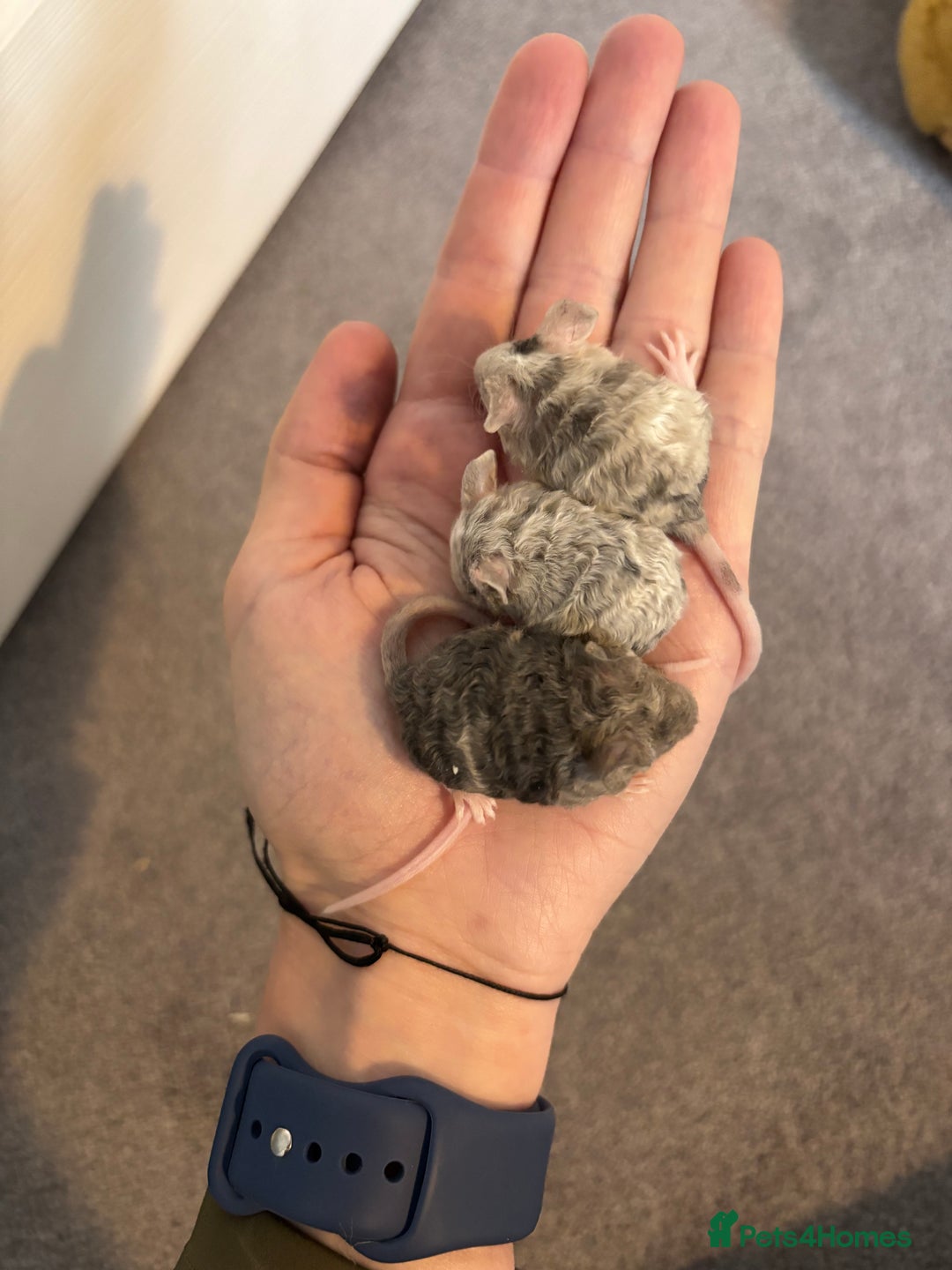 Mouse rodents for sale: Male Fancy Mice (available now) - Advert 5