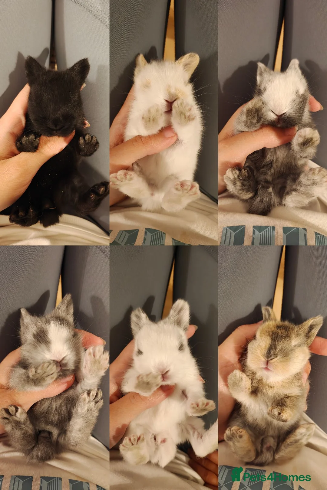 Lionhead rabbits for sale: Beautiful Lionhead Rabbits - Advert 2