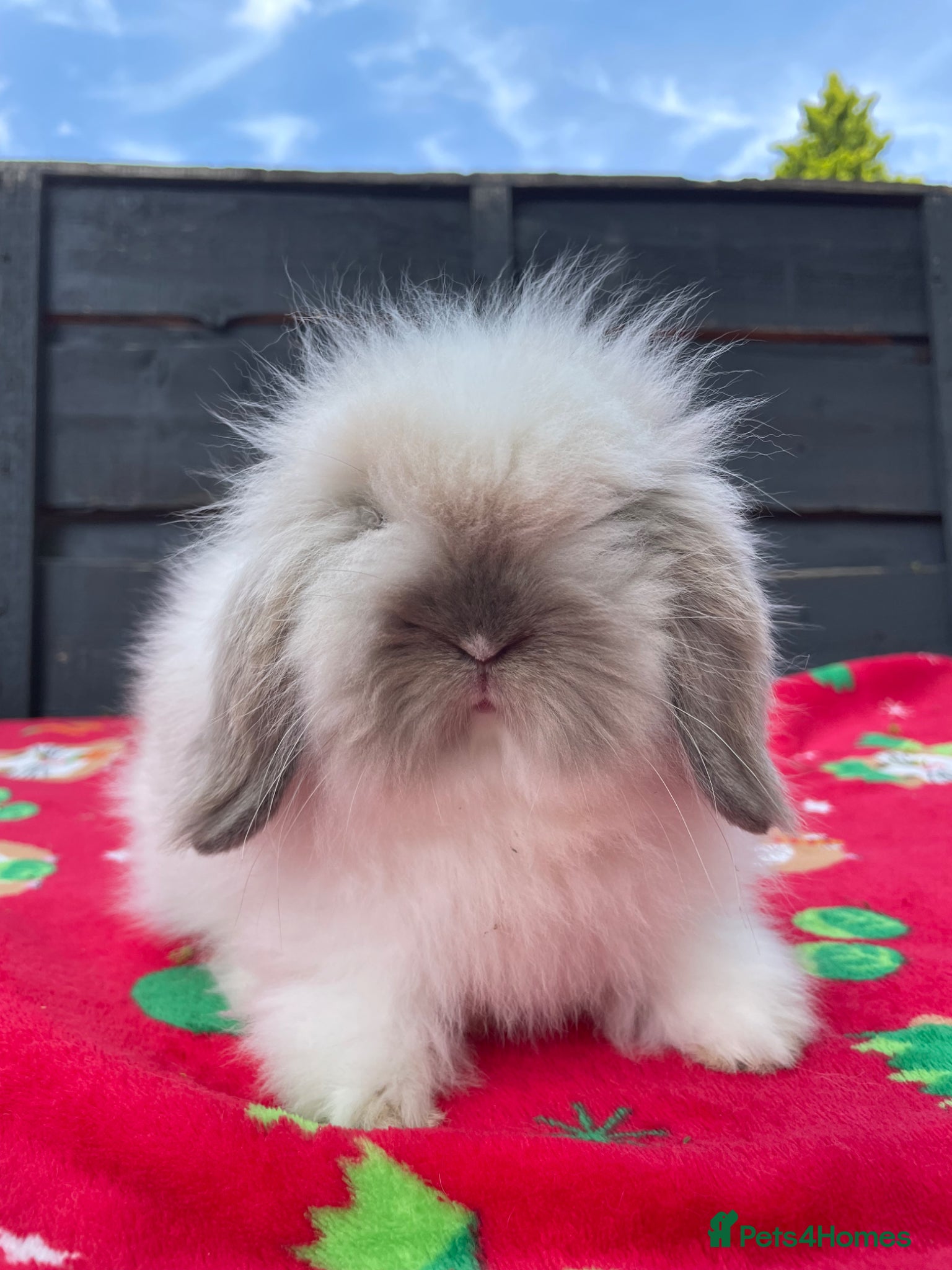 Mini Lion Lop rabbits Beautiful Mini Lion Lop Boys - Advert 11