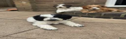 Cockapoo dogs for sale: 2 beautiful F1 cockapoo puppies  - Advert 4